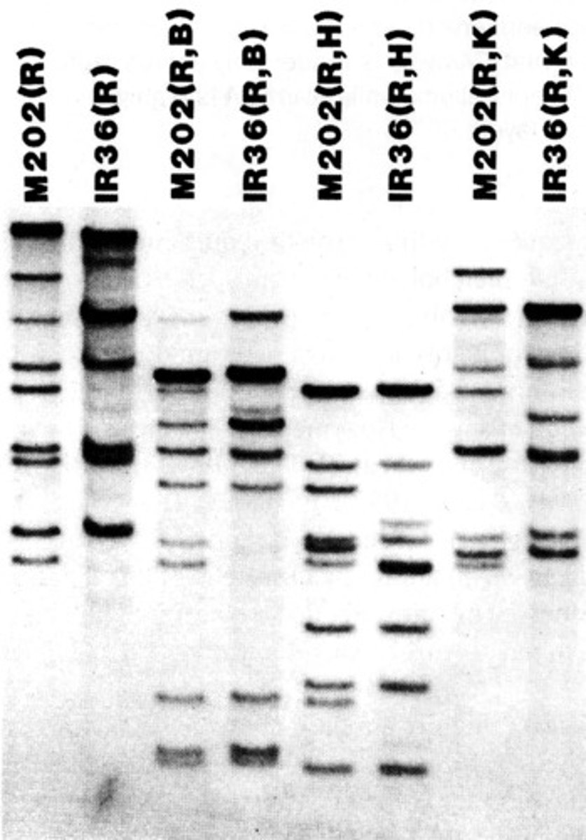 <p>Differences in DNA sequence that can result in different patterns on an agarose gel</p>