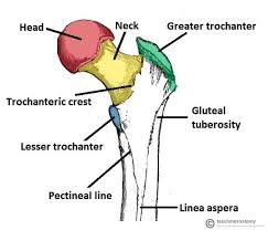 <p>line on the back of the femur ( where thigh muscles connect)</p>