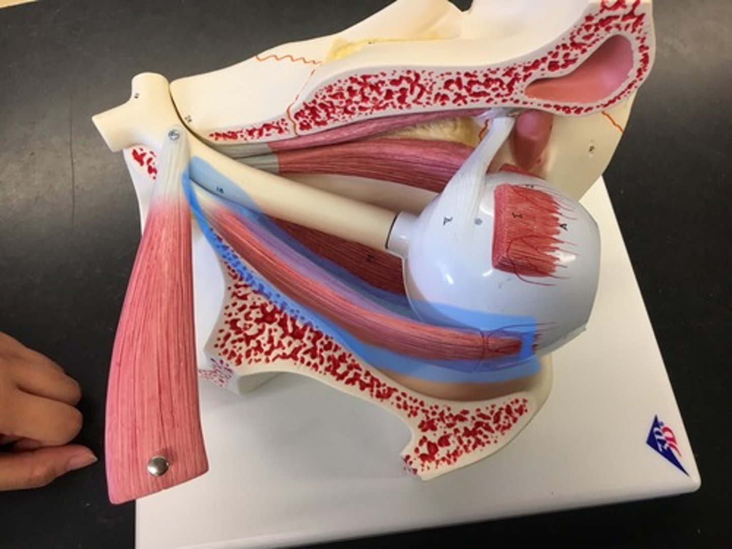 <p>responsible for lateral movement of the eyeball, specifically abduction; the only muscle that is innervated by the abducens nerve (CN VI). On the side, connects to the sclera muscle.</p>