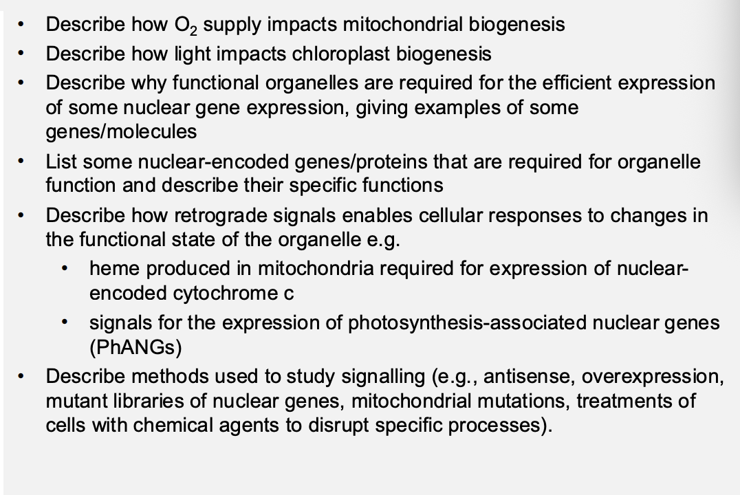 <ol><li><p>O2 supply impacts mitochondrial biogenesis </p></li><li><p> Light impacts chlorophyll biogenesis </p></li><li><p>• Functional organelles are required for eeicient nuclear gene expression </p></li><li><p><strong>Anterograde</strong> signals: nuclear-encoded genes are required for organelle function, including PPR proteins for RNA stability and translation</p></li><li><p><strong>Retrograde</strong> signals: - mitochondria: heme produced in mitochondria required for expression of nuclear-encoded cytochrome c - chloroplasts: tetrapyrrole biosynthesis (possibly heme) required for expression of photosynthesis-associated nuclear genes (PhANGs) </p></li><li><p>Signals identified by perturbing the expression of: - nuclear genes (e.g., antisense, overexpression, mutant libraries) - organelle genes (e.g., mitochondrial mutations; treating plants with norflurozon/lincomycin) </p></li><li><p>Organelle inheritance - coadaptation of nuclear and organelle genomes </p></li><li><p>Defects in mitochondria - linked with many diseases, and ageing, in humans - cytoplasmic male sterility in plants</p></li></ol><p></p>