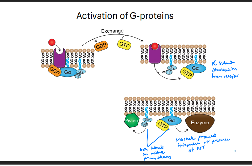 <ul><li><p>activated subunit binds to enzyme (effector)</p></li><li><p>Enzyme becomes activated and catalyzes second messenger</p></li><li><p>Gby can modulate ion channels or other effectors</p></li></ul><p></p>