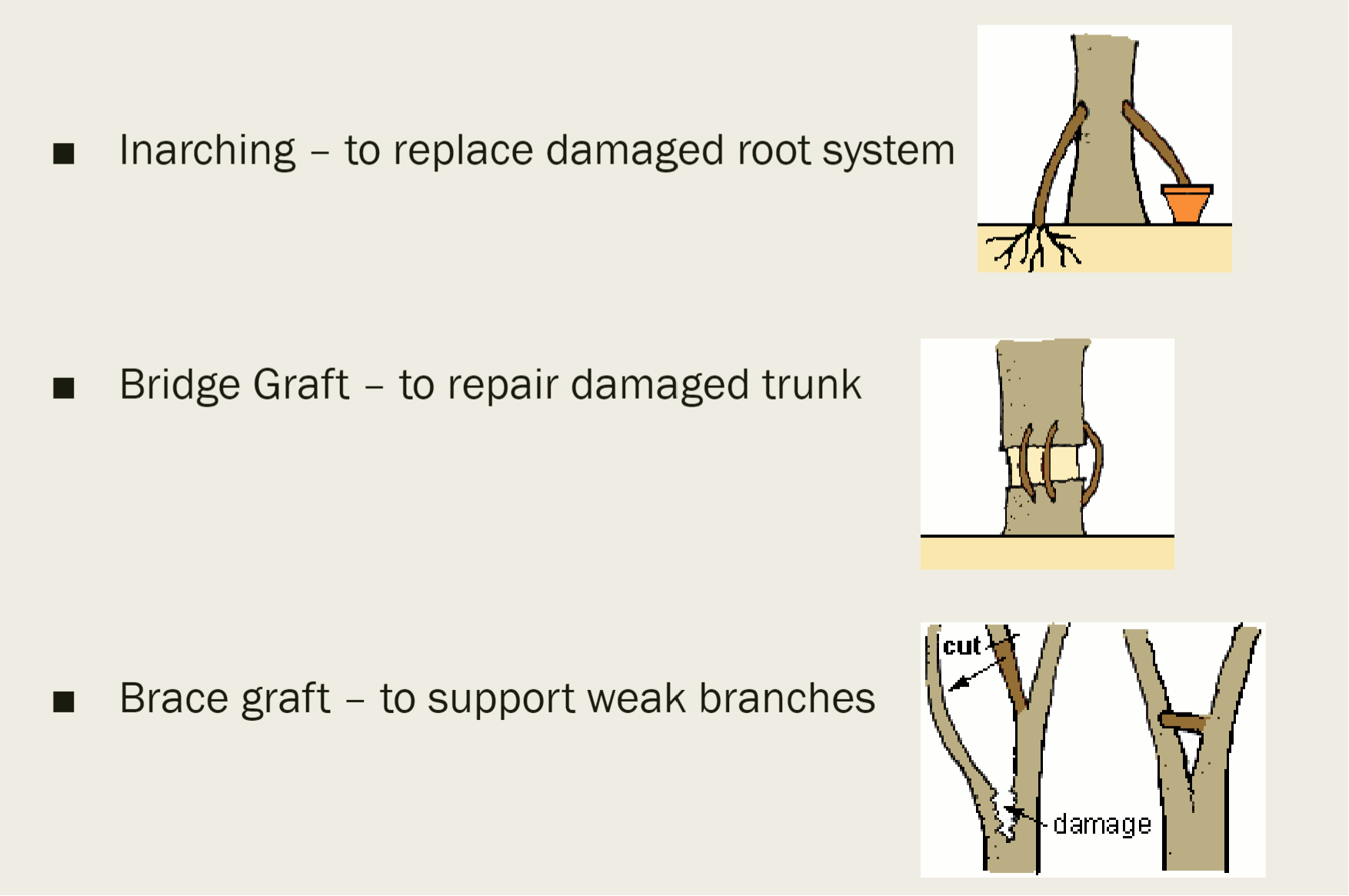 <p>inarching, bridge grafting, and brace grafting </p>