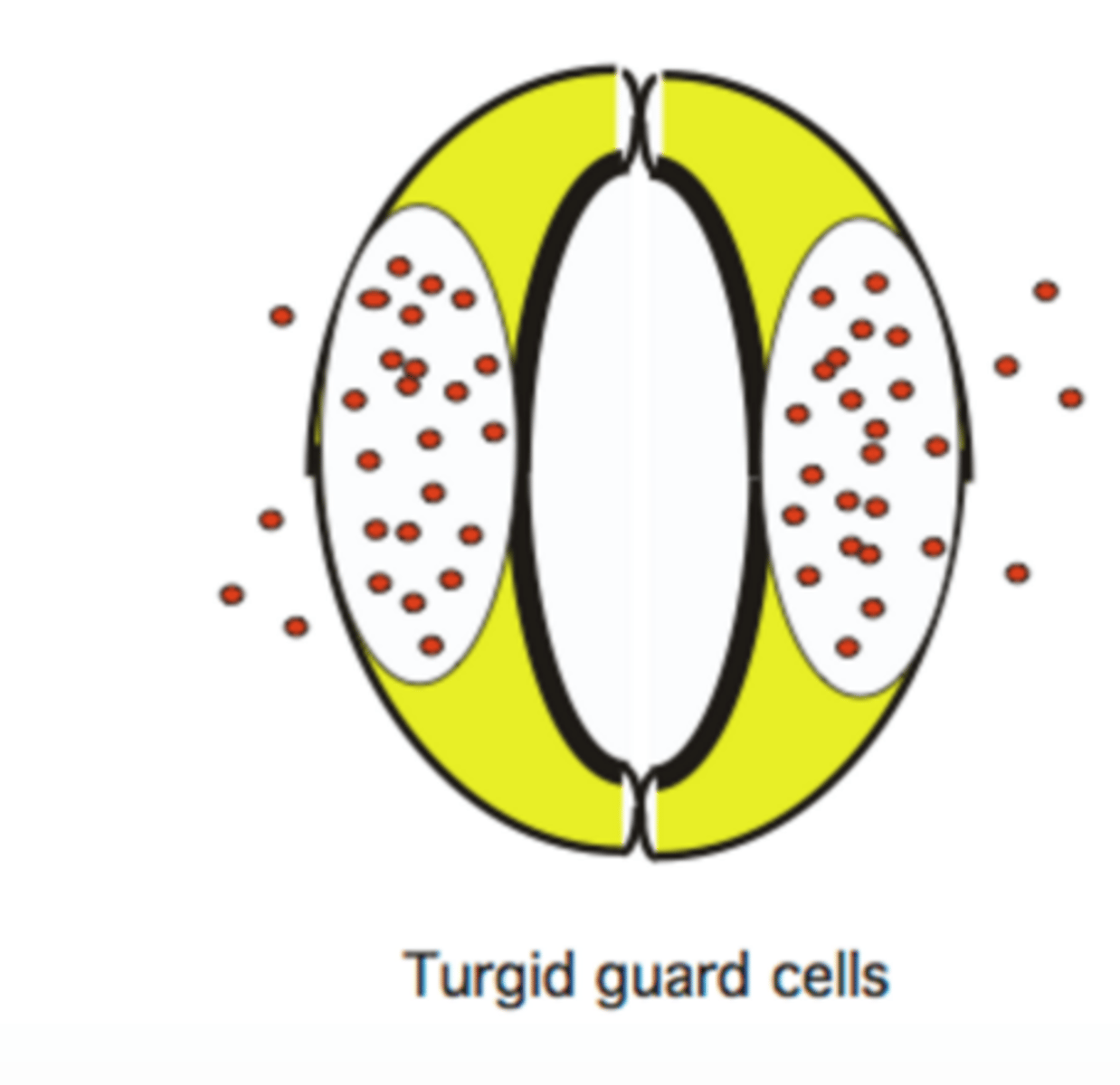 <p>stoma open</p><p>- active transport K+ (pr sucrose)</p><p>- malate 2- and Cl- and K+ flowing in to guard cell</p>
