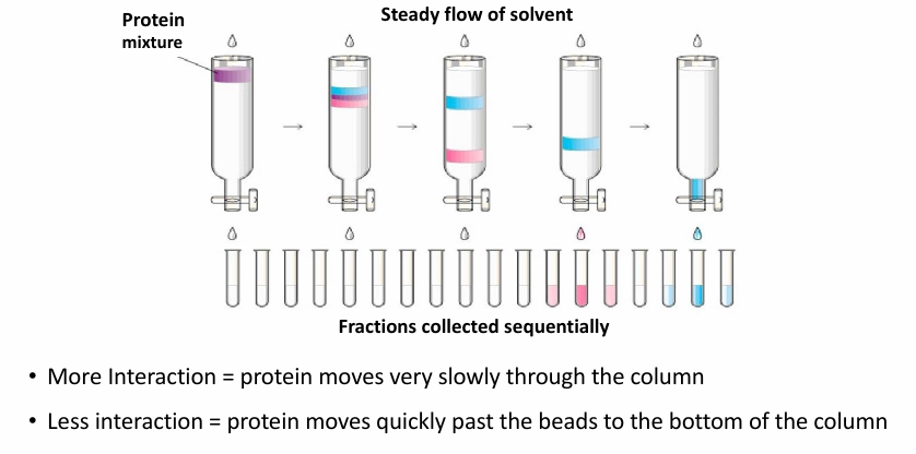<ul><li><p>Commonly second step of protein fractionation&nbsp;</p></li><li><p>(aq) extract is poured down column with matrix to help sort proteins based on different properties&nbsp;</p></li><li><p>If there’s interaction between protein and beads, it wil be slow to move (blue)&nbsp;</p></li><li><p>Lower interactions means faster to move (pink)&nbsp;</p></li><li><p>thus Pink proteins will come out first&nbsp;</p></li></ul><p></p>