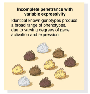 <p>Identical known genotypes produce a broad range of phenotypes. due to varying degrees of gene activation and expression</p>