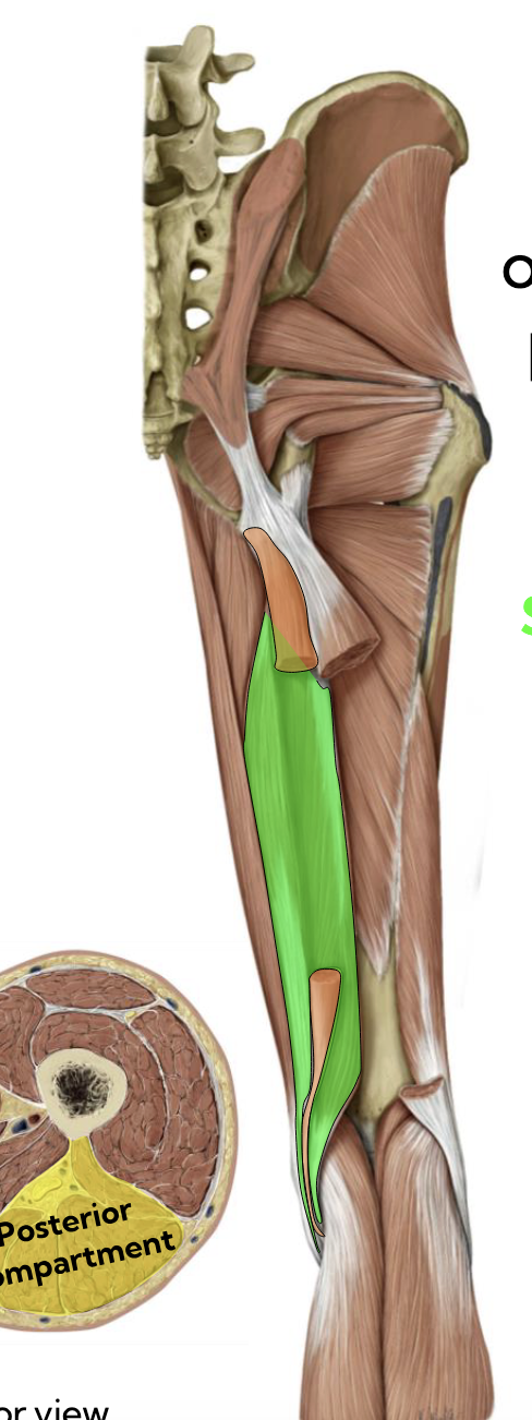 <p>Semimembranosus — Posterior thigh </p>
