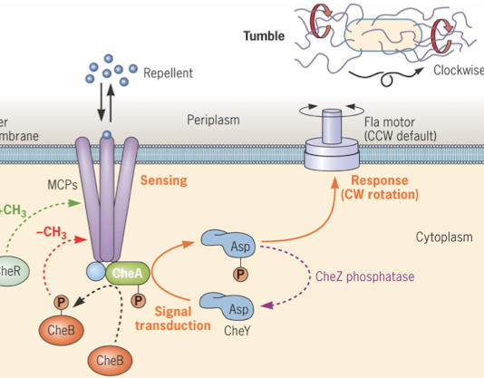 <ul><li><p>repellent binds to MCP, stimulating CheA autophosphorylation (tumbles)</p></li><li><p>high activity Che A phosphorylates CheB, removing methyl groups from MCP (sense smaller quantities of repellent)</p></li></ul><p></p>