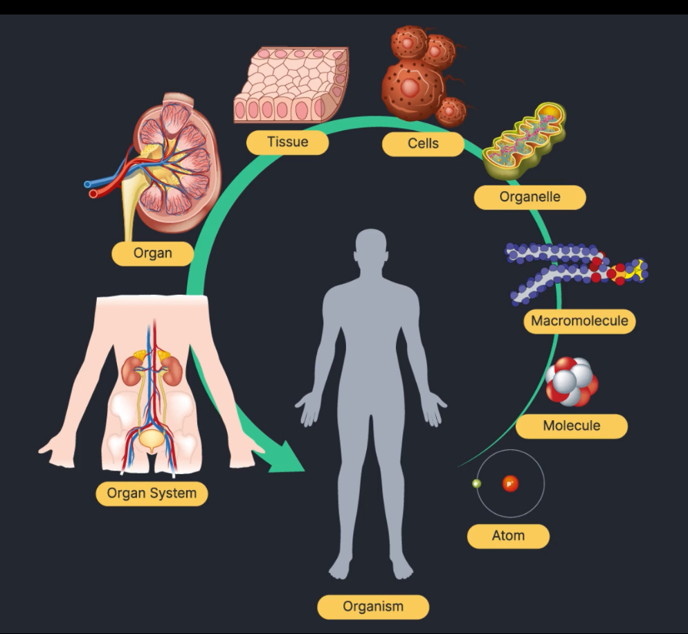<p>What is the basic structural and functional units of all living things?</p>