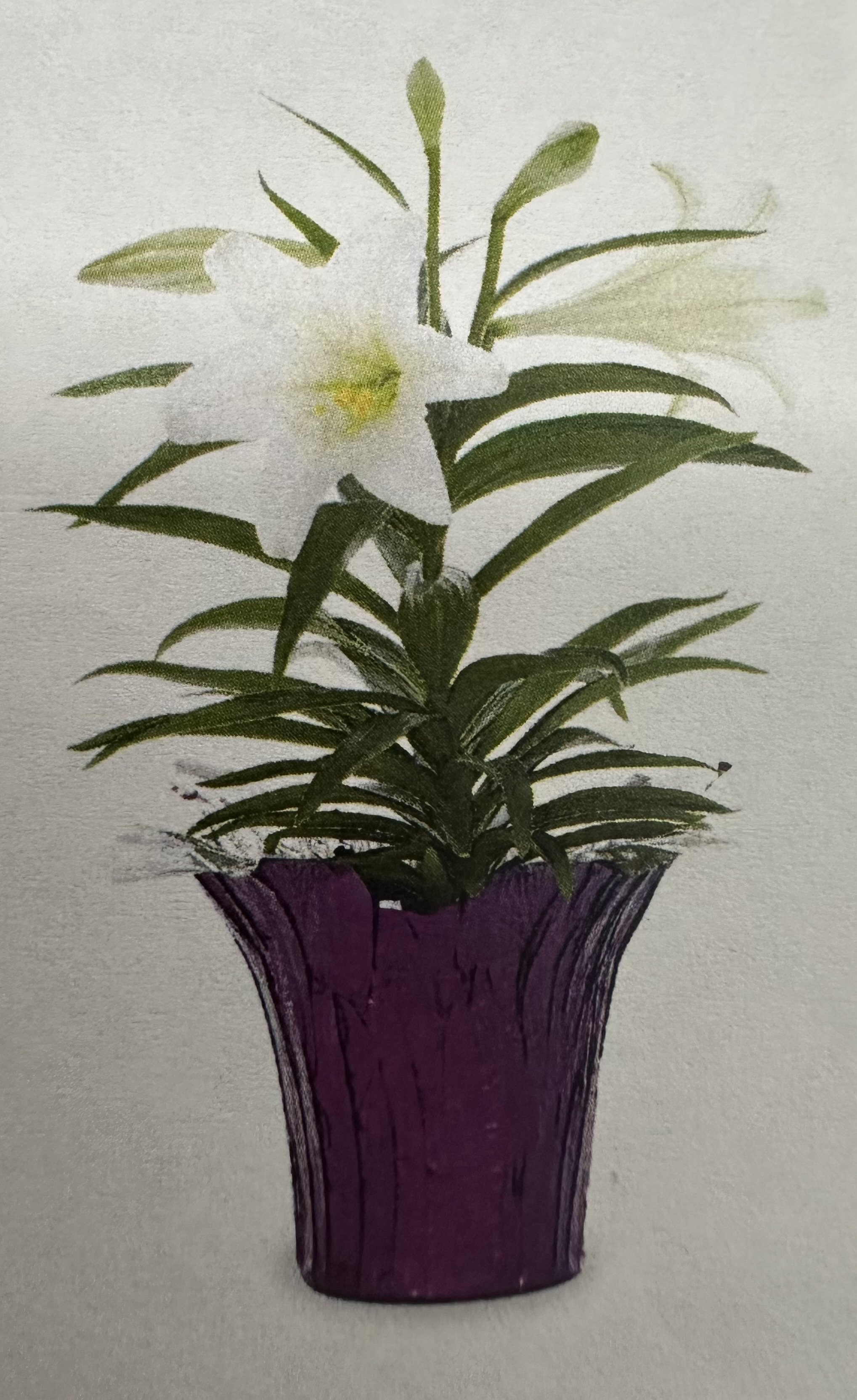 <p>Lilium longiflorum</p>