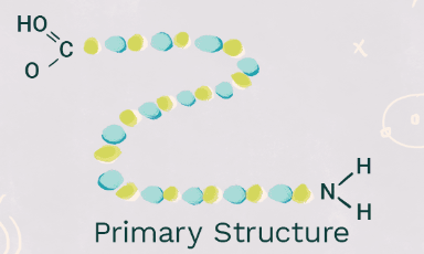 <p>Primary Structure</p>