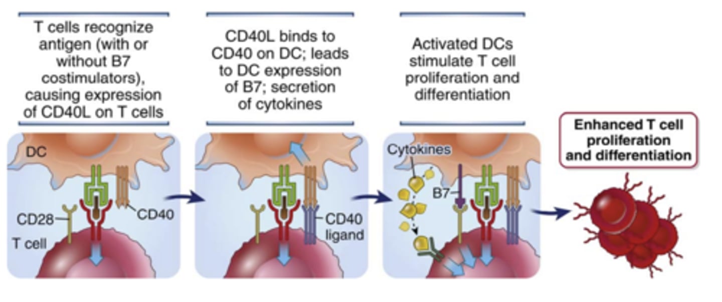 <p>enhances <strong>T cell responses by activating the APCs</strong></p>