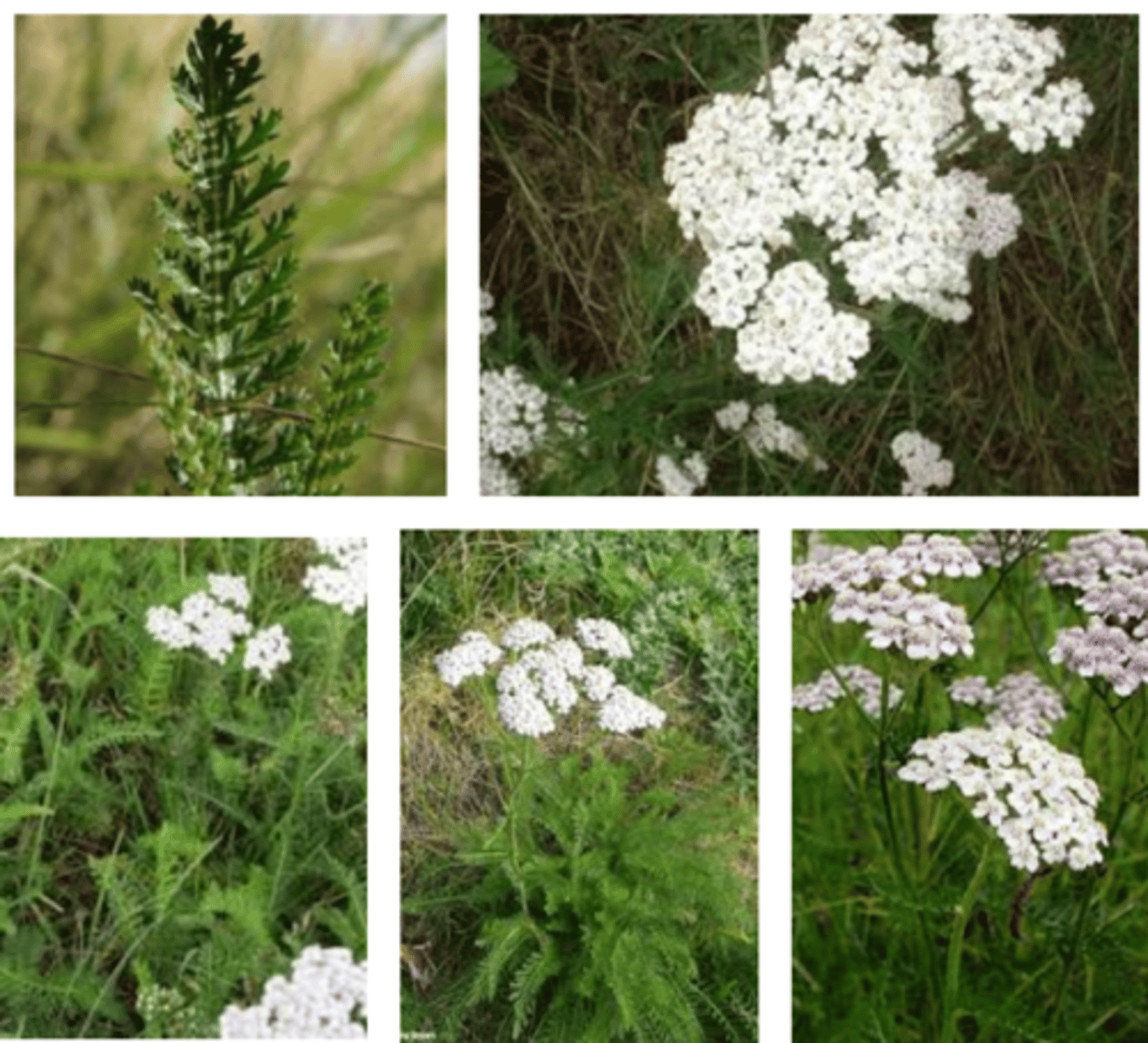 <p>welke plant</p>