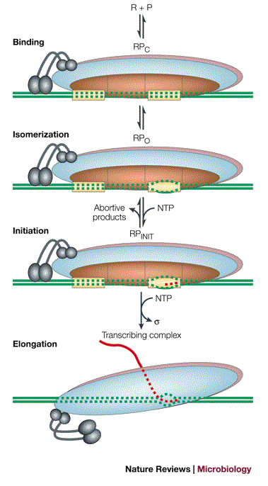 <p></p><ul><li><p><strong>DNA Melting (Irreversible Step):</strong><br>RNAP separates the DNA strands at the promoter to create an open complex.</p></li><li><p><strong>Abortive Initiation:</strong><br>RNAP repeatedly starts transcription but releases short RNA fragments (up to ~9 nucleotides) before fully escaping the promoter.</p></li><li><p><strong>Promoter Escape:</strong><br>Weak interactions initially hold RNAP at the promoter.<br>RNAP builds up <strong>tension</strong> by pulling in DNA (called <strong>"scrunching"</strong>), which stores energy.</p></li><li><p><strong>Scrunching Model:</strong><br>Explains how the energy from DNA scrunching helps RNAP break free from the promoter and transition to elongation.</p></li></ul><p></p>