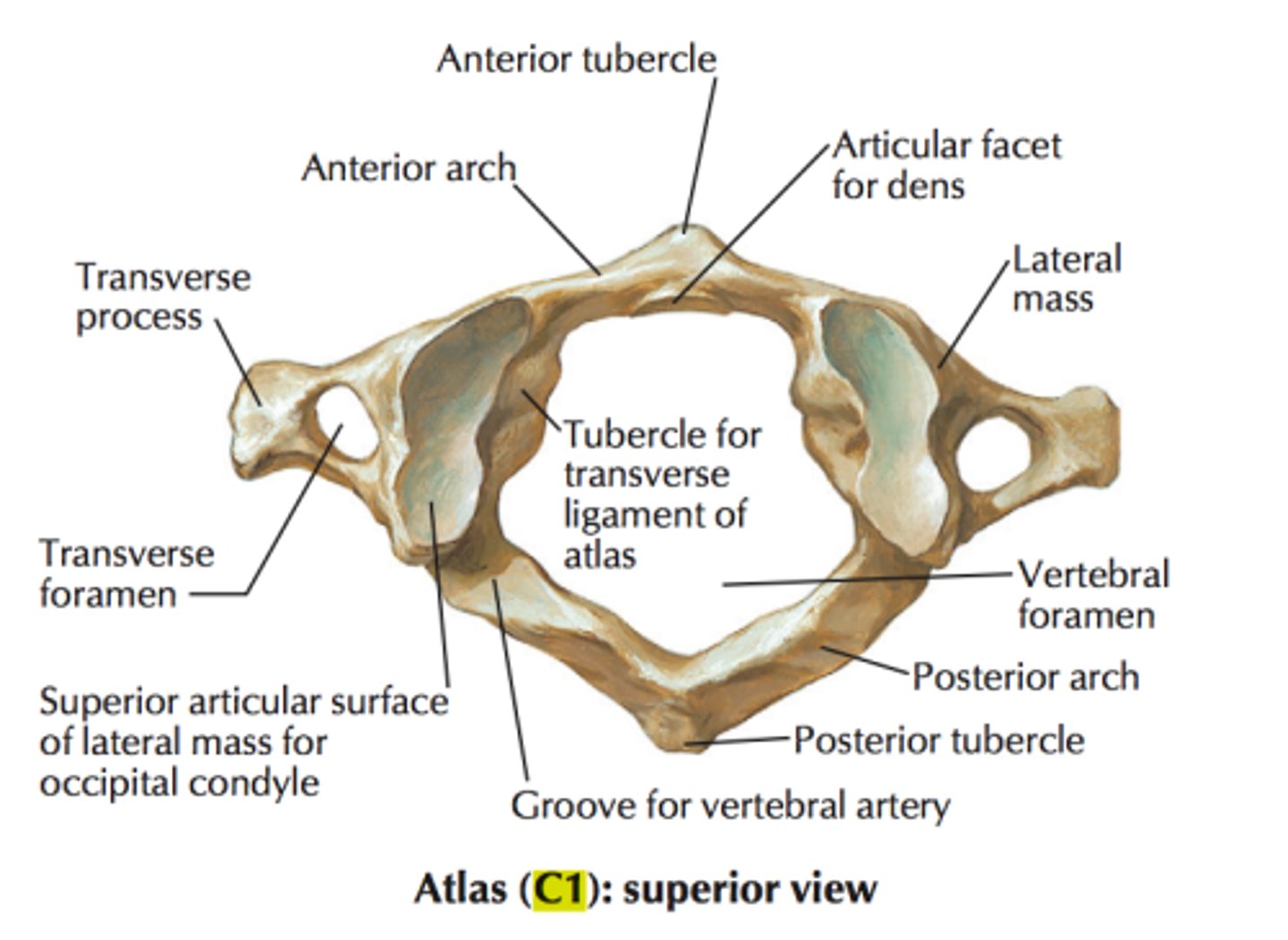 <p>no body or spinous process</p>