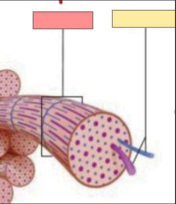 <p>a basic rod-like organelle of a muscle cell</p>