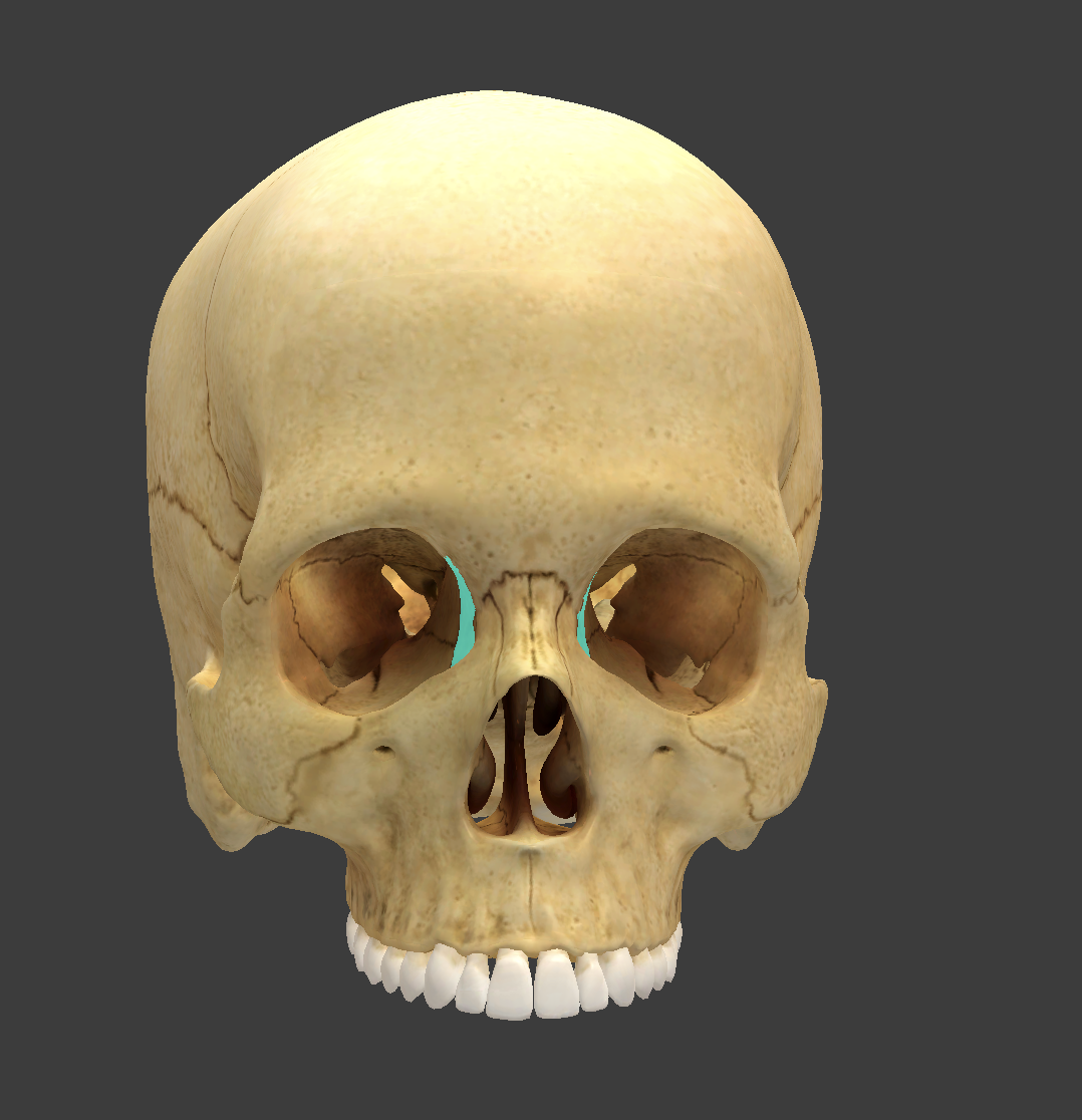 <p>What is this facial bone?</p>