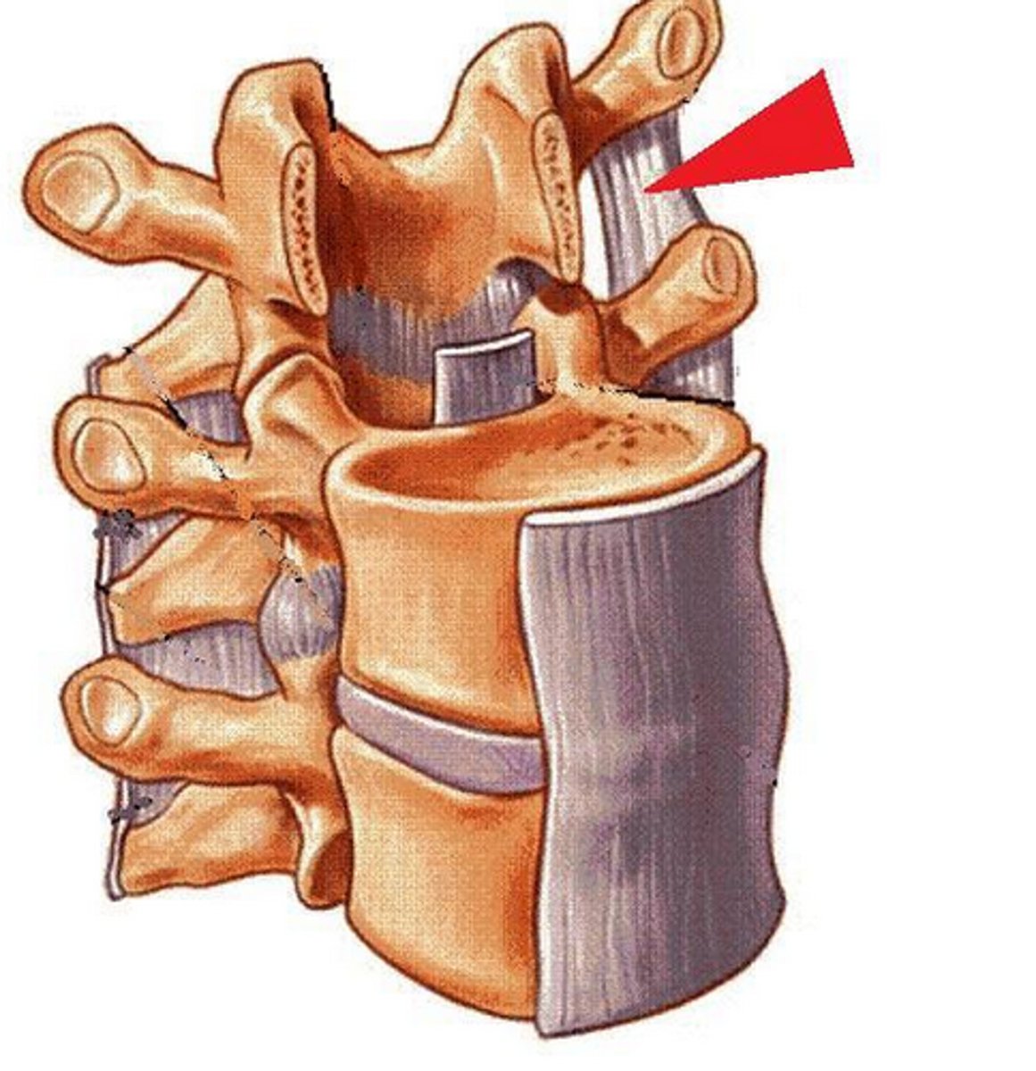 <p>attaches from transverse process to transverse process</p>
