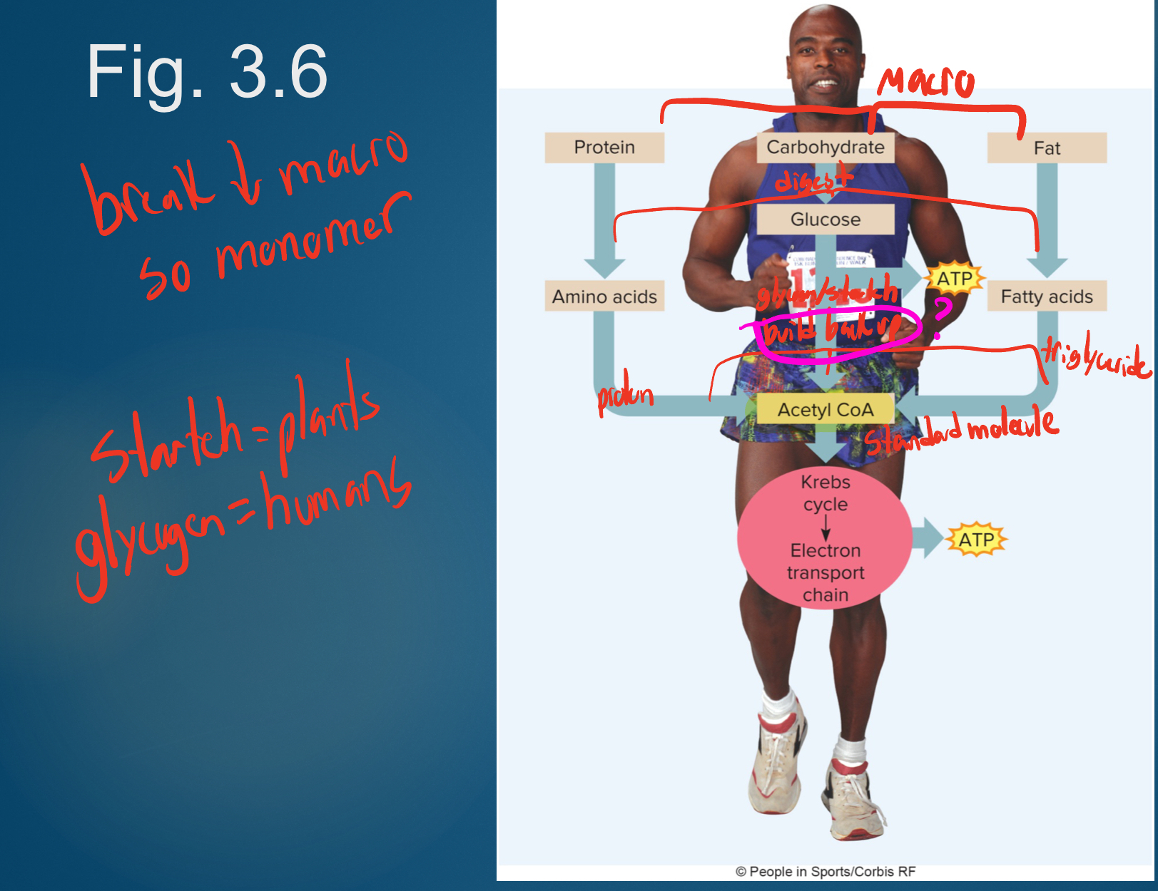 <p>is the sum total of all of the chemical reactions in living cells. More specifically, energy metabolism includes all of the reactions by which the body obtains and expends the energy from food.</p>