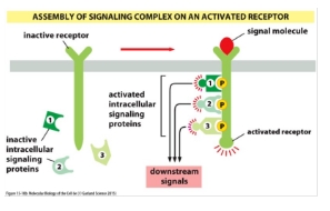 <p class="Paragraph WhiteSpaceCollapse SCXP165502946 BCX8" style="text-align: left;"><span><span>2) Transient: the signalling complex assembles after the receptor is activated</span></span><span style="line-height: 0px;"><span></span></span></p><p></p>