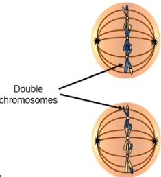 <p>Metaphase II</p>