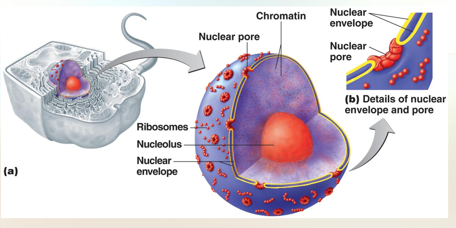 <p>The Eukaryotic Nucleus </p>