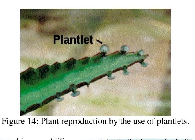 <p>types of asexual reproduction - Plantlets</p>