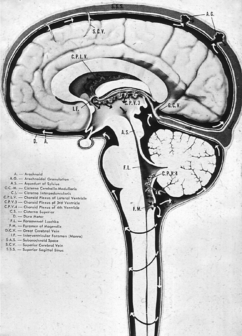 <p>What is the correct order of CSF flow through the ventricular system?</p>