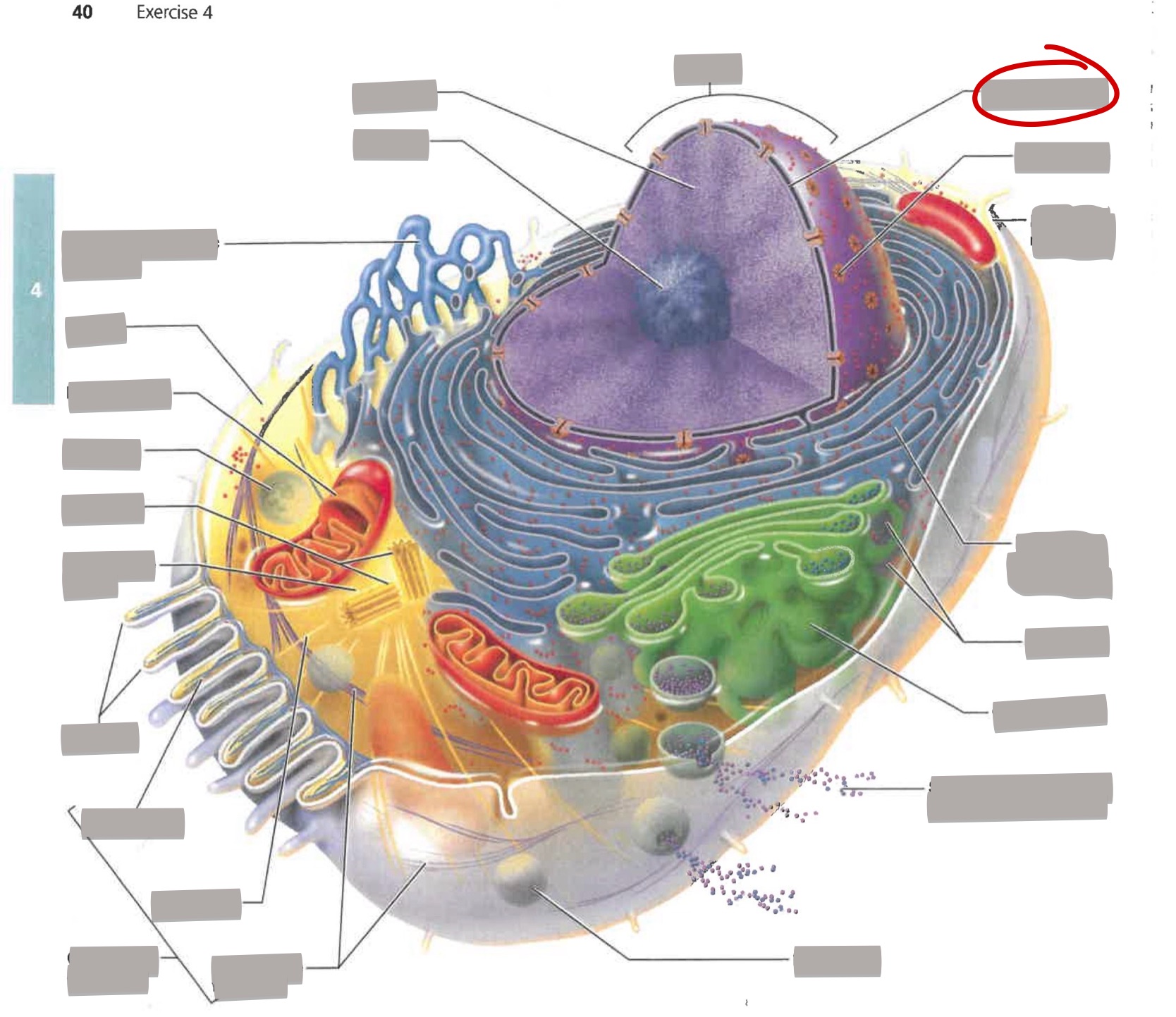 term image