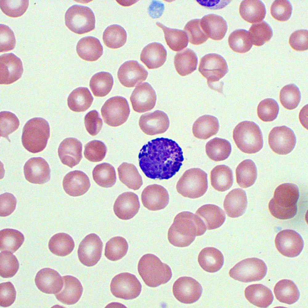 <p>what WBC is the big one? what is its cell type? functions?</p>