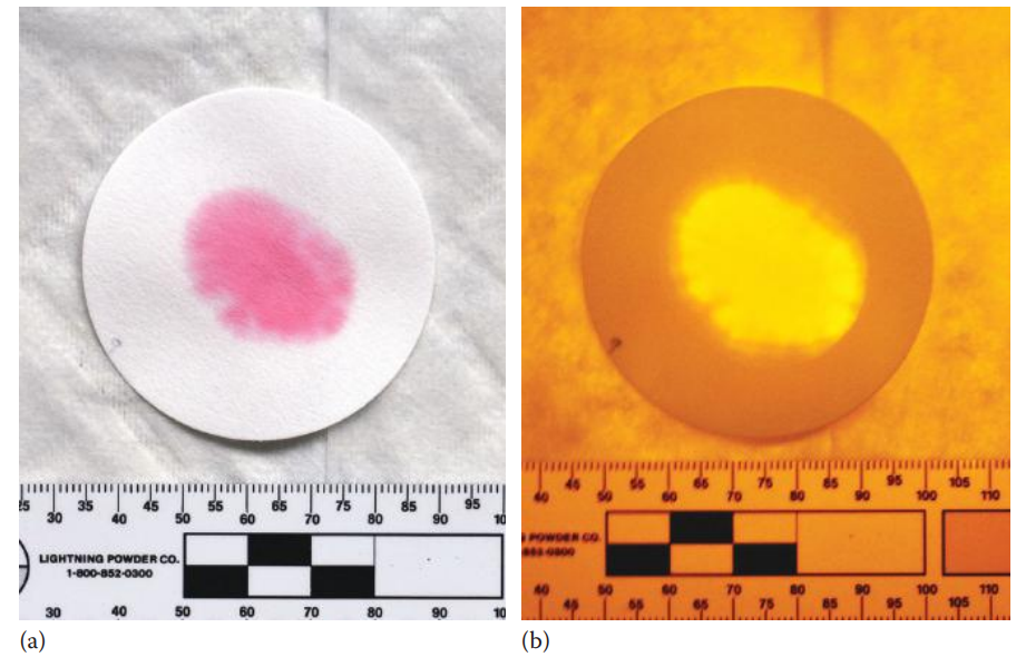 Positive reaction of DMAC assay of a urine stain. (a) Colorimetric and (b) fluorometric method. (© Richard C. Li.)