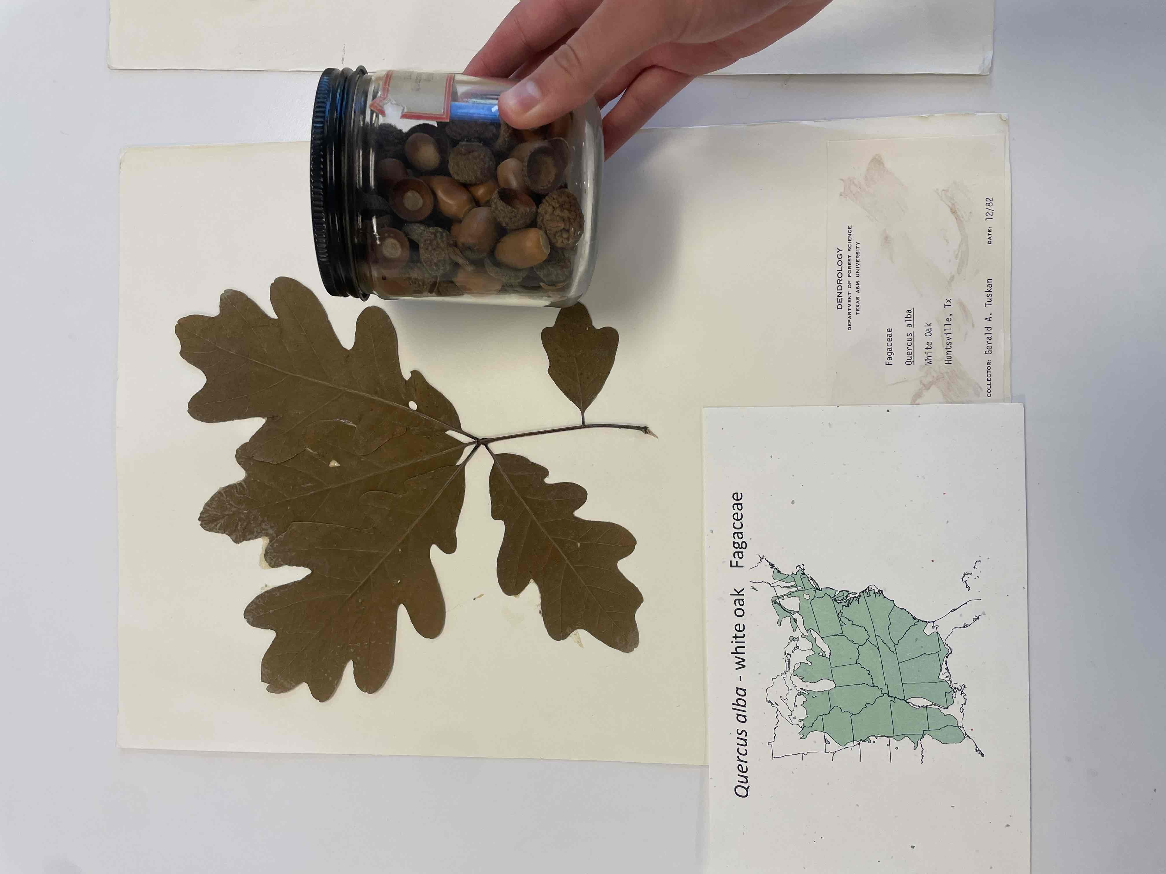<p>white oak</p>