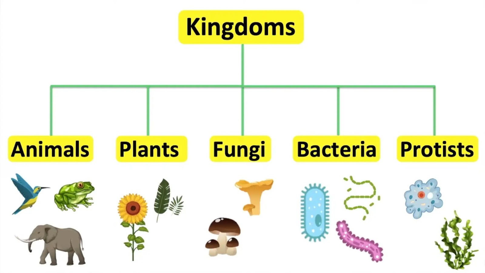 * Kingdom: Animalia

Key Characteristics: Multicellular, heterotrophic, eukaryotic

Examples: Humans, dogs, birds

* Kingdom: Plantae

Key Characteristics: Multicellular, autotrophic, eukaryotic

Examples: Trees, flowers, grass

* Kingdom: Fungi

Key Characteristics: Multicellular or unicellular, heterotrophic, eukaryotic

Examples: Mushrooms, yeasts, molds

* Kingdom: Protista

Key Characteristics: Mostly unicellular, eukaryotic

Examples: Amoeba, algae, paramecium

* Kingdom: Procaryotae

Key Characteristics: Unicellular, prokaryotic

Examples: Bacteria, cyanobacteria