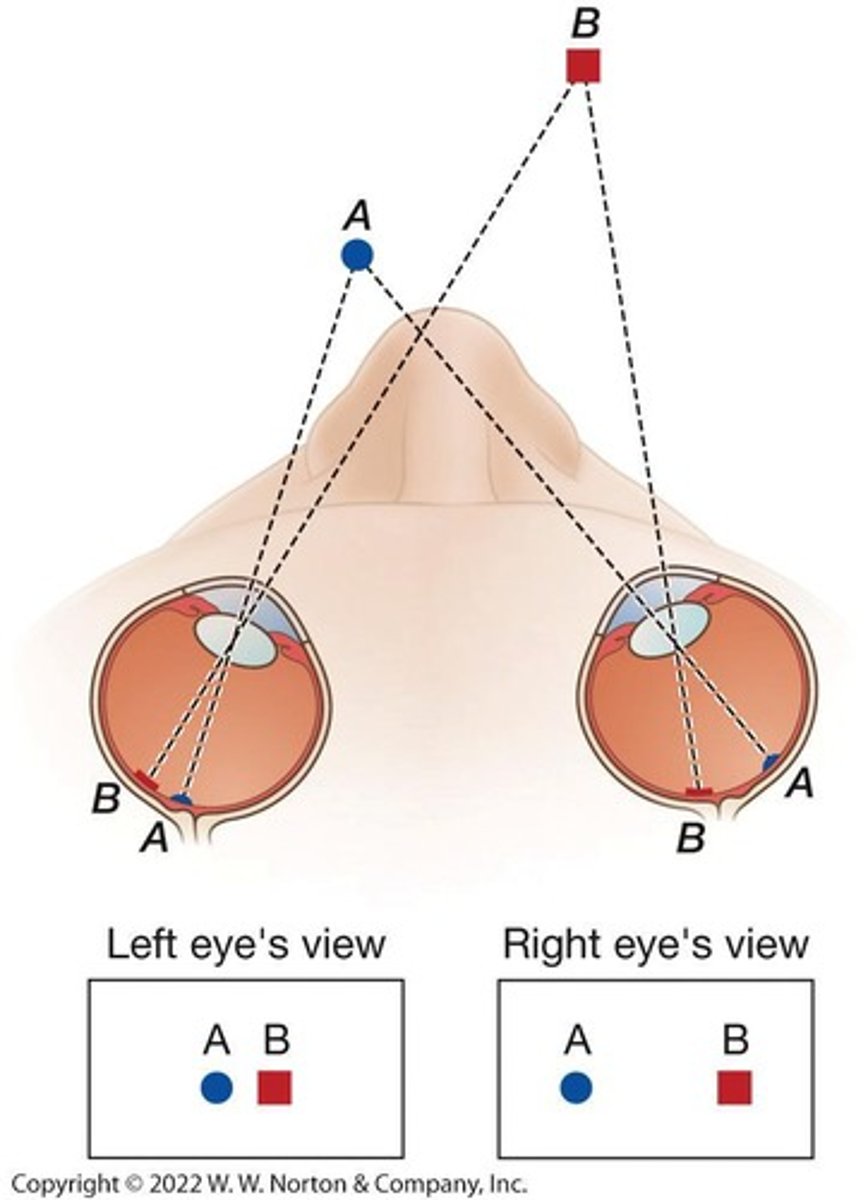 <p>The difference in the images received by each eye, which contributes to the perception of depth.</p>