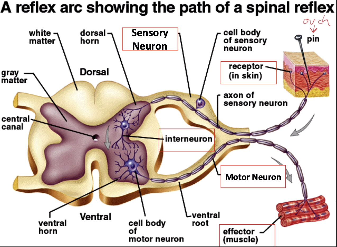 <p>Automatic respose that skips the brain</p>