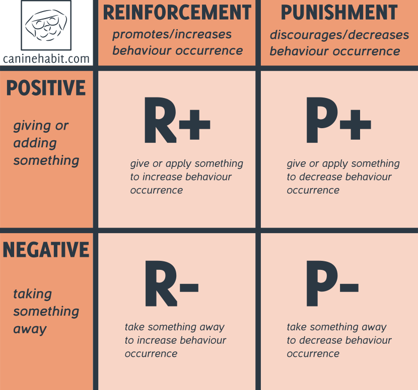 <p>Children associate an action with a consequence in the environment; behaviors are modeled based on the actions of others</p>