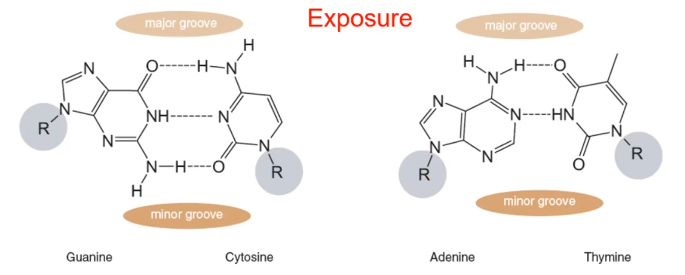 <p>It is on the outside, exposed side, of the DNA and allows for proteins to bind to it</p>