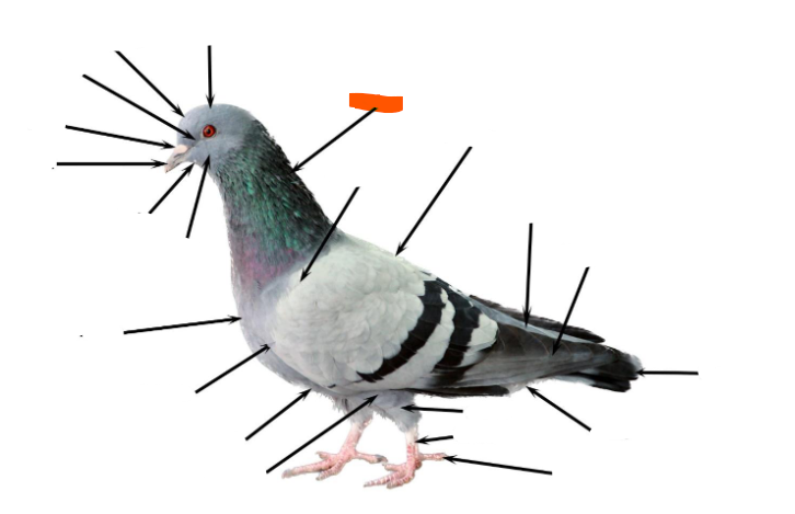 term image