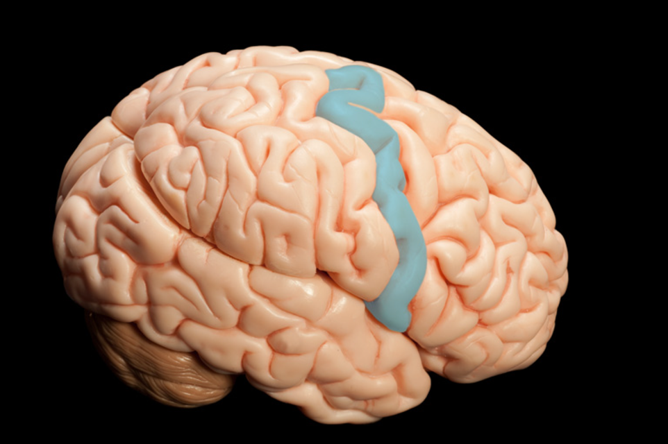 <p>what acts as a GUIDLINE between the frontal lobe and the parietal lobe</p>