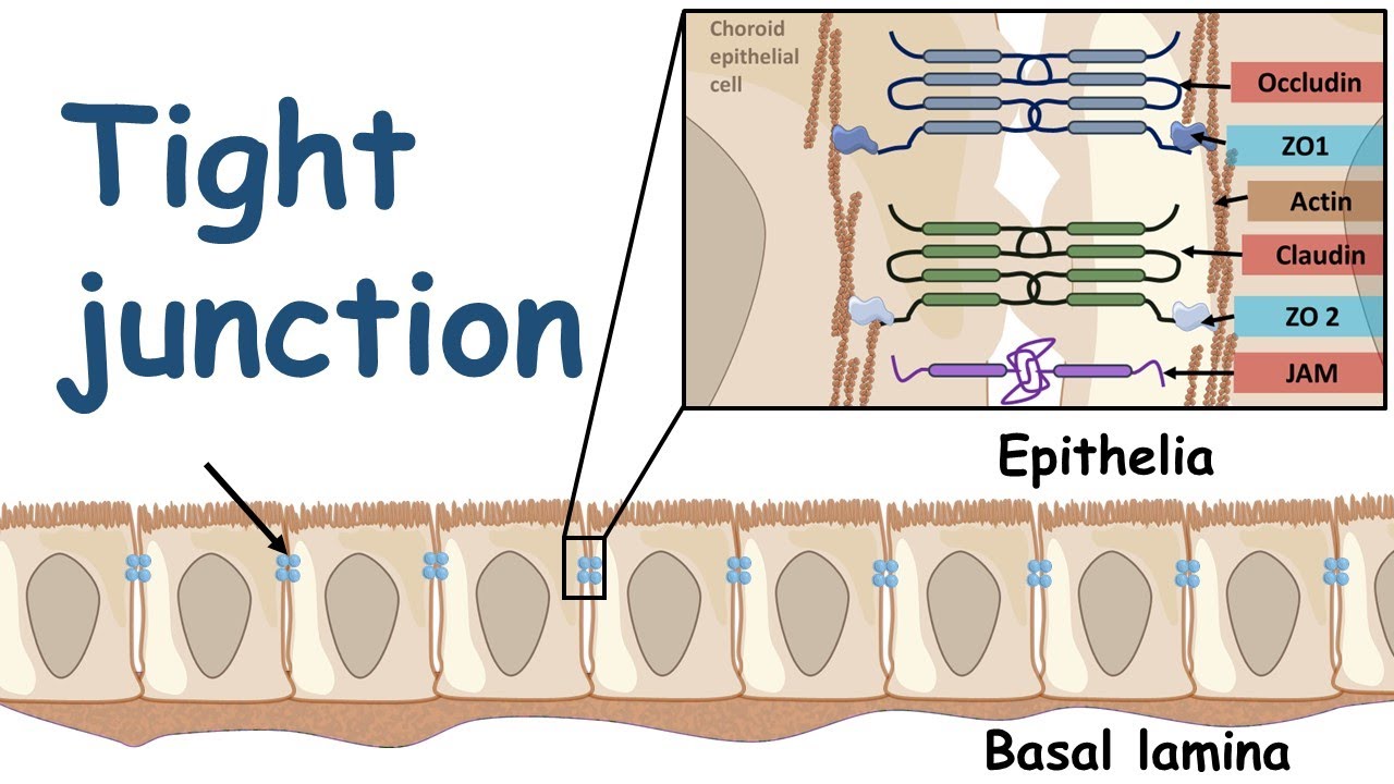 <ul><li><p>made of mainly proteins called “claudins”</p></li><li><p>looks like a branch network w/ lots of strands</p></li><li><p>attached to the plasma membrane</p><ul><li><p>located on the edge because it has to bind to other cells to create a seal</p></li></ul></li><li><p>found in animal cells</p></li></ul><p></p>