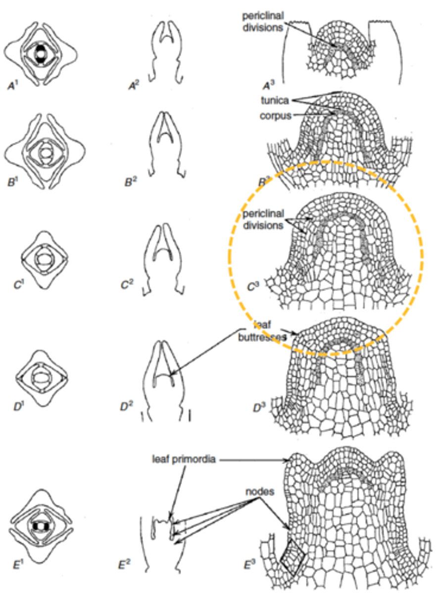 <p>leaf initiation</p>