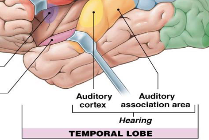 <p>auditory cortex, auditory association area</p><p>for hearing and balance/equilibrium</p>