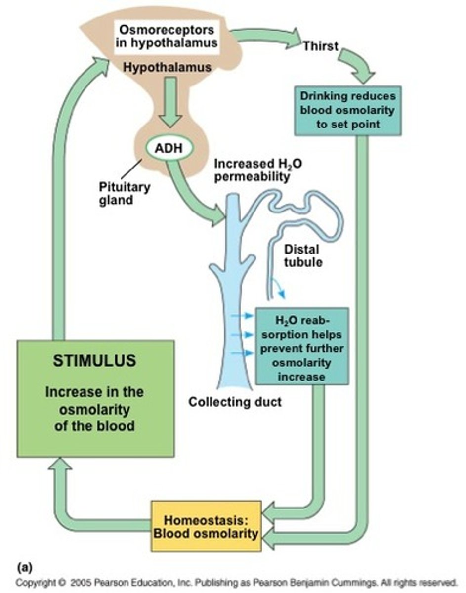 <p>The less ADH in your blood, the more fluid you excrete and the more ADH in the blood the more fluid you retain</p>