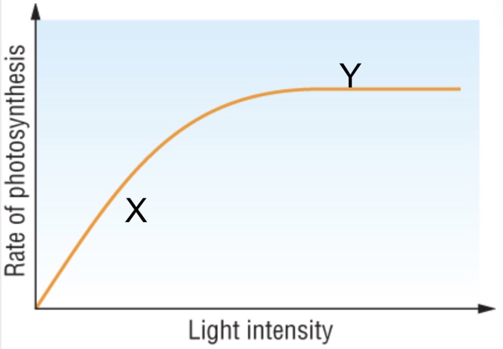 <ul><li><p>low levels of light will reduce amount of <mark data-color="red" style="background-color: red; color: inherit;">ATP</mark> and <mark data-color="red" style="background-color: red; color: inherit;">reduced NADP</mark> produced during light-dependent stage, therefore limit rate of light-independent reactions</p></li></ul><p></p>