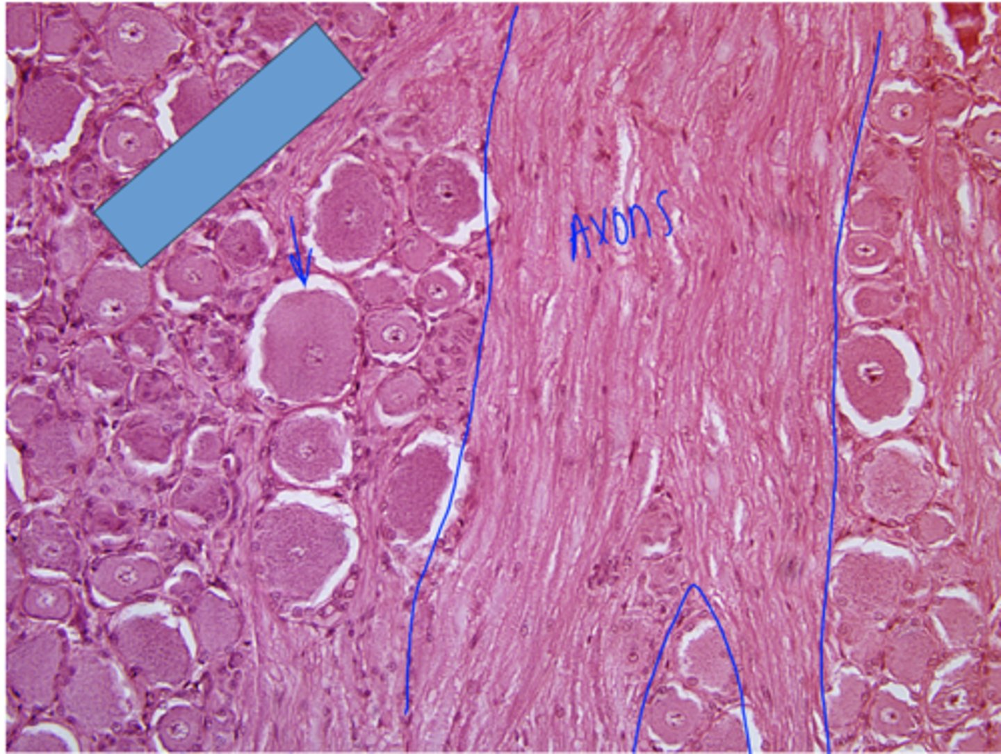<p>Identify the specific structure</p>