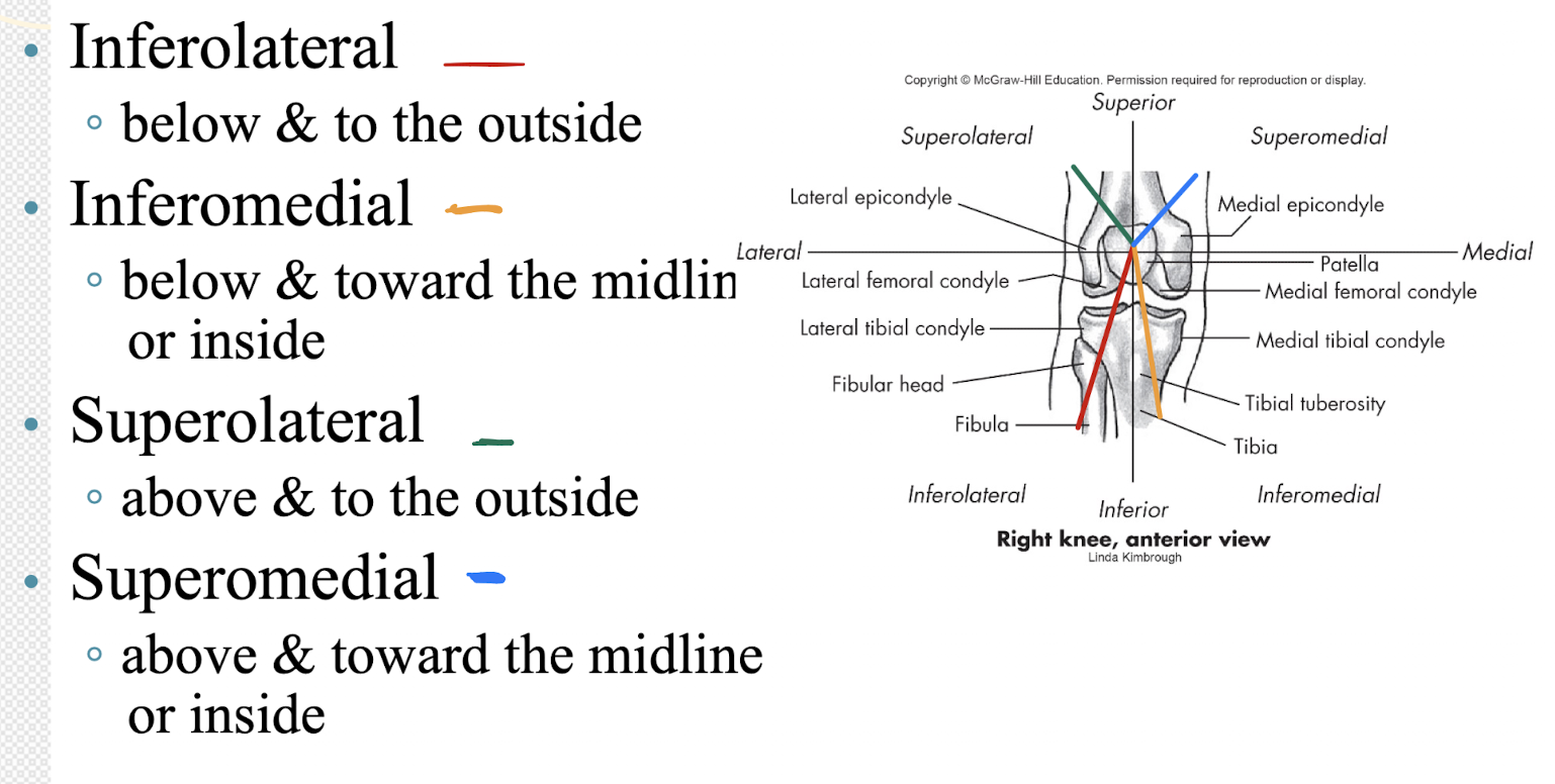 <ul><li><p>Inferolateral: Fibular head is <strong>inferolateral</strong> to the patella (below + outside)</p></li><li><p>Inferomedial: Tibial tuberosity is <strong>inferomedial</strong> to the patella (below + toward midline)</p></li><li><p>Superolateral: Lateral femoral condyle is <strong>superolateral</strong> to the patella (above + outside)</p></li><li><p>Superomedial: Medial femoral condyle is <strong>superomedial</strong> to the patella (above + toward midline)</p></li></ul><p></p>