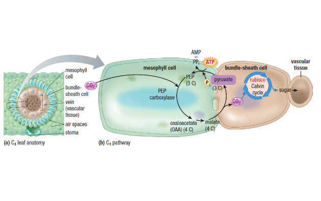 <ul><li><p>More oxygen gets into mesophyll cell because it is closer to surface of the leaf (through stomata)</p></li></ul>