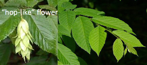 <p>Betulaceae</p><p>Ostrya virginiana</p>