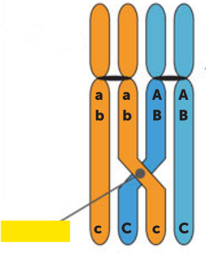 <p>The point where two chromatids cross during crossing over.</p>