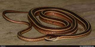 Eastern Ribbonsnake