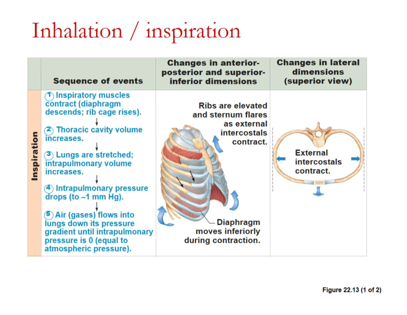 <ul><li><p>achieved by <strong>increasing size</strong> of lungs</p></li><li><p><strong>lungs must expand → increasing lung volume = decreases pressure below atmospheric pressure</strong></p></li><li><p>is <strong>active</strong> = <strong>contraction of muscles</strong> required</p></li><li><p>can increase # of muscles if forced inhalation</p><ul><li><p>diaphragm &amp; external intercostal muscles</p></li></ul></li></ul><p>(all about pressure differences)</p>